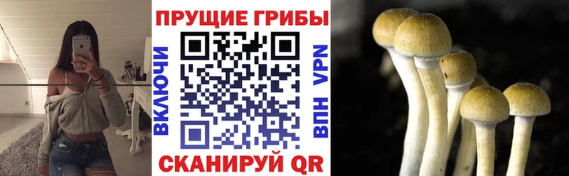Галлюциногенные грибы Cubensis  цены   Юрга 
